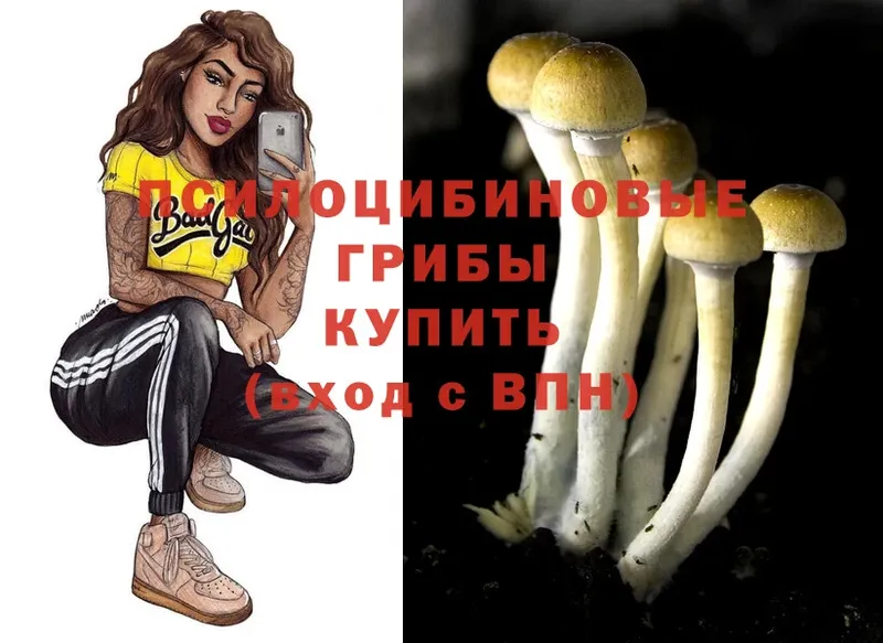 дарнет шоп  Томск  Псилоцибиновые грибы Psilocybine cubensis 